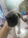 pug 3.webp