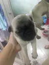 pug 4.webp