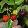 Surinam Cherry 1.webp