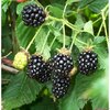 canh-mam-xoi-den-phuc-bon-tu-blackberries.jpg