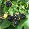 canh-mam-xoi-den-phuc-bon-tu-blackberries.webp