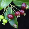 cherry brazil.webp