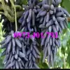 cây giống nho ngón tay4_result.webp