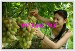 cây giống nho ngón tay7_result.webp
