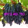 cây giống nho ngón tay8_result.webp