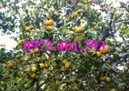 cây cam V24_result.webp