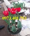 cu giong hoa tulip6_result.webp