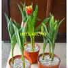 cu giong hoa tulip7_result.webp