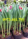 cu giong hoa tulip8_result.webp