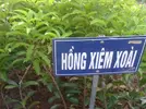 HỒNG XIÊM1.webp