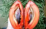 hồng xiêm ruột đỏ3.webp