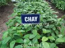 chay 2.webp