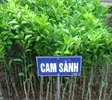 cam sành6.webp