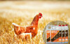 1261956_chicken-wallpaper-hd2.jpg