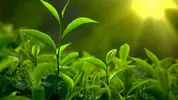 Fresh-green-tea-leaves-sunlight_1366x768.webp