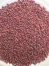 Argentina Adzuki bean 12-18 2.webp