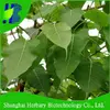 Quality-Bodhi-tree-seeds-for-sale.webp