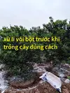 bón vôi bột cho cây bao nhiêu là đủ.webp