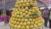 bưởi tân lạc5.webp