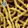 lactobacillus-rhamnosus.webp