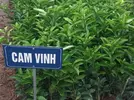 0004905cay_cam_vinh_6.webp