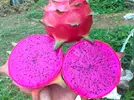 dragon-fruit-1443542618-6460302.webp