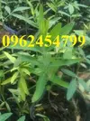 cay-dan-huong-an-do-20-cm.webp