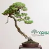 cay-canh-bonsai-dang-van-nhan-min.webp