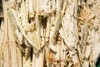 sugarcane-bagasse-briquetting-15446083554121461889454.jpg