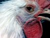 20170525_chronic-respiratory-disease-crd-in-poultry.jpg