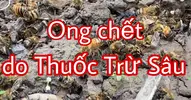 Ong Trúng Thuốc Trừ Sâu.webp