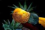 60631d8f6c0a72e46109a4c9_golden_pheasant_facts_about_the_interesting_animals_58208fe110.jpg