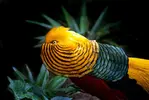 60631d8f6c0a72e46109a4c9_golden_pheasant_facts_about_the_interesting_animals_58208fe110.webp