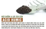 8-cong-dung-cua-Acid-Humic-doi-voi-cay-trong-ban-nen-biet-A-1-min.webp