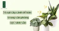 3-loai-cay-canh-mini-de-ban-van-phong.webp