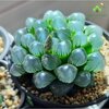 sen-da-kim-cuong-haworthia-copeeri-.jpg