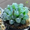 sen-da-kim-cuong-haworthia-copeeri-.webp