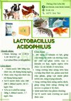 Lactobacillus acidophilus.jpg