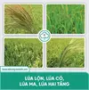 Lúa lộn, lúa cỏ, lúa ma, lúa hai tầng_1000.webp