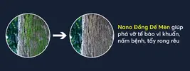 Web_Nano_D_ng_Anhcongnghe.webp