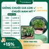 Chuối nam mỹ bảng giá.webp