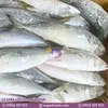 CÁ SABA LỚN NAMURA 500GR-700GR (2).webp