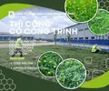 thi công cỏ công trình nhà máy nhà xưởng Đồng Nai 2.webp