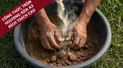 Hương Sữa A3 Bí Quyết Đột Phá Phối Trộn Hương Liệu Mồi Câu Cá Rô Phi-3.webp
