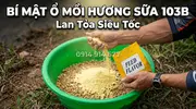 Hương Sữa 103B Tinh Mùi Kích Thích Cá Rô Phi Cuốn Ổ Tuyệt Đỉnh Cao Cấp- 2.webp