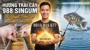 Hương Trái Cây 988 Singum Giải Pháp Dẫn Dụ Tuyệt Đỉnh Hương Liệu Mồi Câu Cá Rô Phi -4.webp