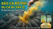 Hương Trái Cây Tổng Hợp GH – Giải Pháp “Bí Kíp” Phối Trộn Hương Liệu Mồi Câu Cá Rô Phi Bất Bạ...webp