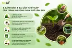 can-tranh-khi-dung-phan-ruoi-linh-den_7d2ee4fa7906461aac5a238ea110f57d.webp