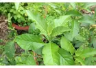 che-khong-lo-17.webp