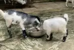 de-lun-pygmy-sinh-san.webp